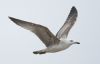 Caspian Gull at Private site with no public access (Steve Arlow) (101643 bytes)